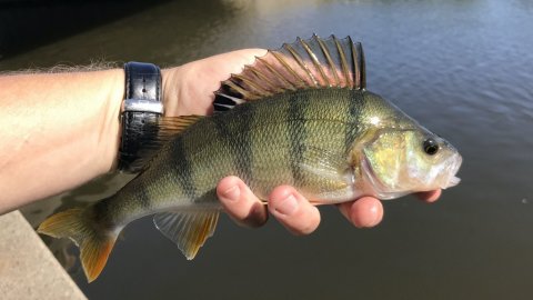 aborre barsch perch vonå Vestjylland fiskeri texasrig