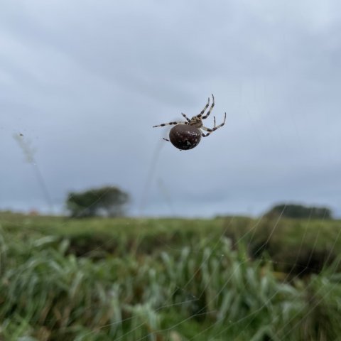 Edderkop på jagt i ådalen