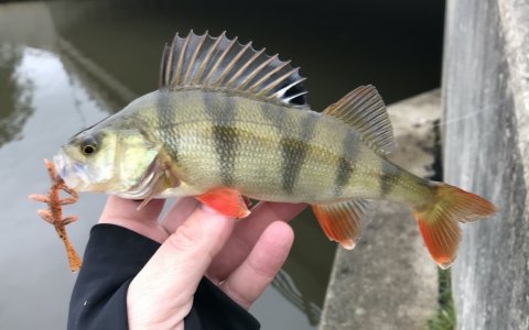 vonå aborre dropshot ringkøbing vestjylland illex