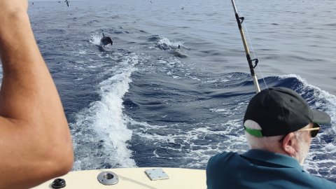 Delfiner jager også tunen - og hilser på