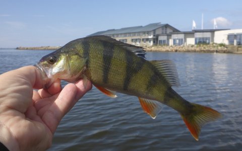 aborre fiskeri ringkøbing havn westin
