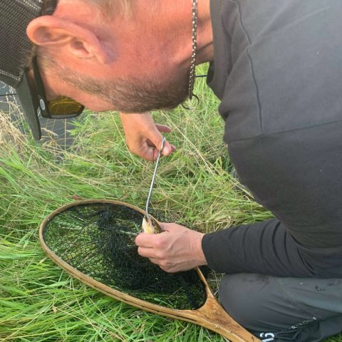bækørred hover å spinnefiskeri salmo wobler
