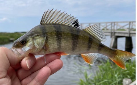 Klassisk Perca fluviatilis ved Engbroen