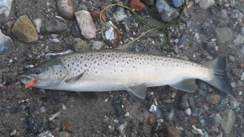 Salmo trutta trutta på flue
