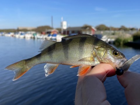 Perca fluviatilis i solskin ved Vonåen