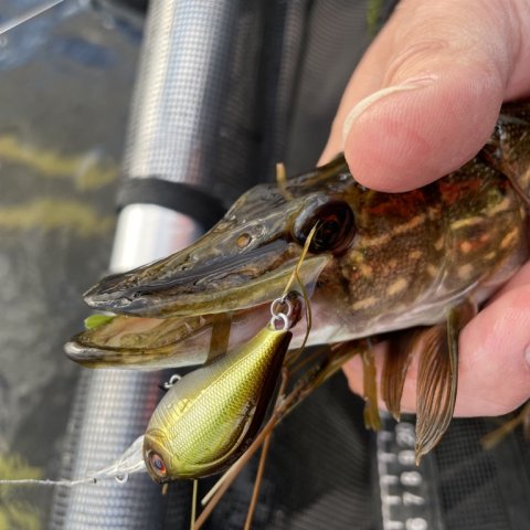 Junior gedde på wobler