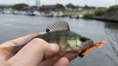 Mini-aborre på mini-jig