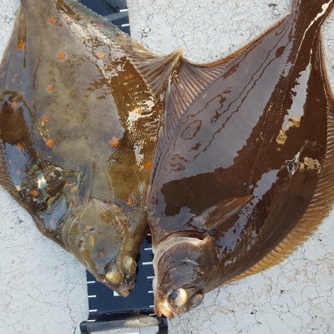 Åbenrå fjord Aabenraa fladfisk rødspætte ising fiskeri