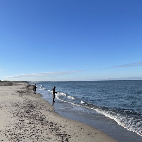 Fiskeri efter pighvar på Vestkysten