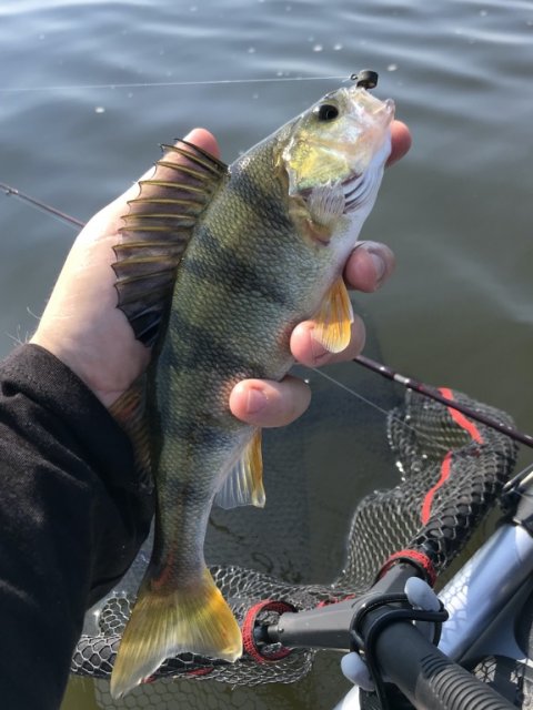 aborre fiskeri ringkøbing havn