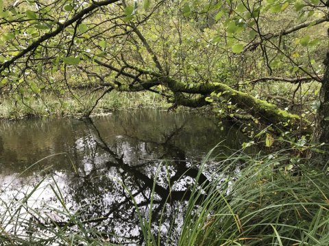 gudenåen medefiskeri