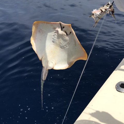 Eagleray fra Gran Canaria