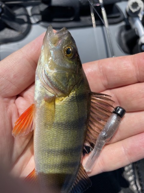 Det kommer ikke an på størrelsen - aborrefiskeri i Midtjylland