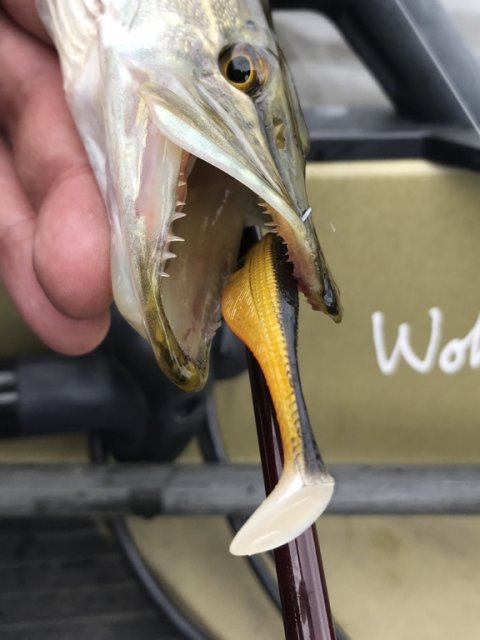 gedde esox lystfiskeri angeln vestjylland westin ringkøbing fjord