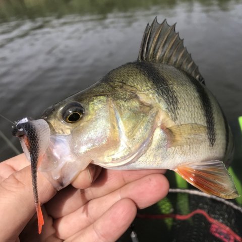 Huggene fortsætter - aborre brasch perch