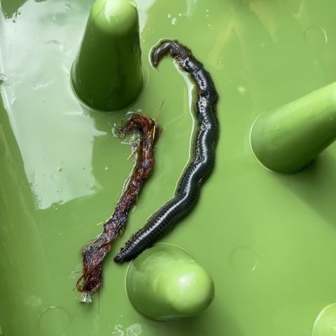 Efterligning eller original - børsteorm fra Mariager Fjord