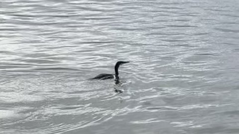 Den eneste succesfulde fisker - skarven