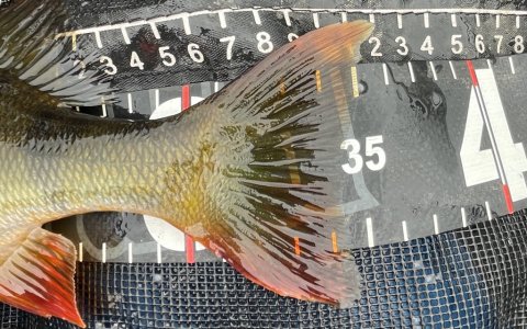 Overgennemsnitlig størrelse vestjysk aborre på overfladeagnen