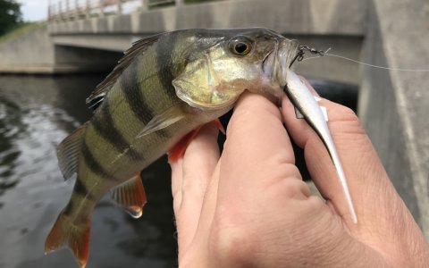 sorte striber perca fluviatilis