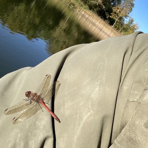 Guldsmed hviler sig på Pausefiskeren