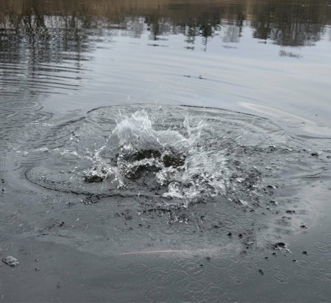 fight gedde pike fiskeri mose agnfisk