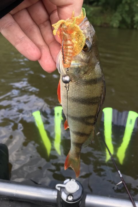 Togtets første aborre på chebu-rig og Westin CreCraw