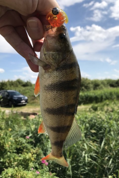 aborre chebu-rig vonåen