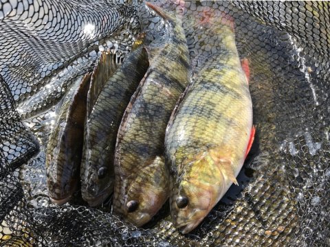 aborre barsch perch ringkøbing fjord havn westin