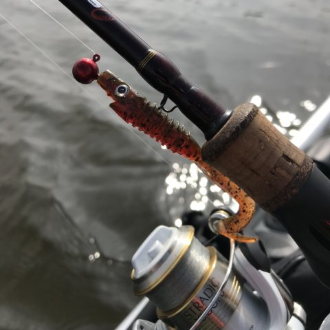 piglet shad jigfiskeri aborre cwc strike pro