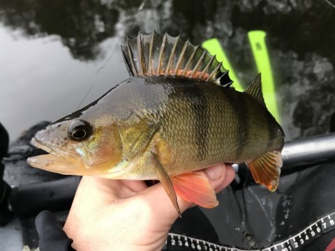 perca fluviatilis farvestrålende aborre