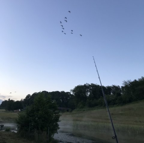 Morgensure gæs vækker fiskecampen