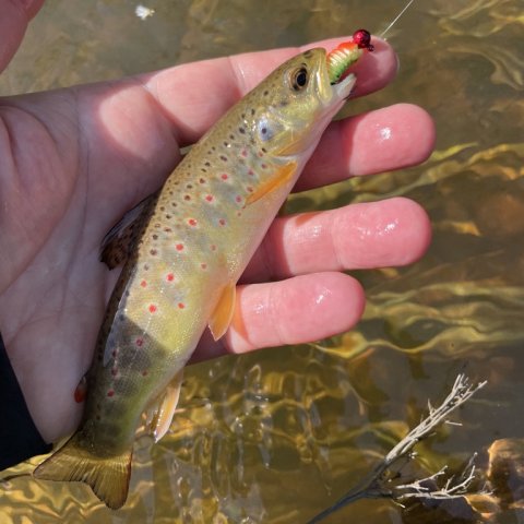 Bækørred på gummi