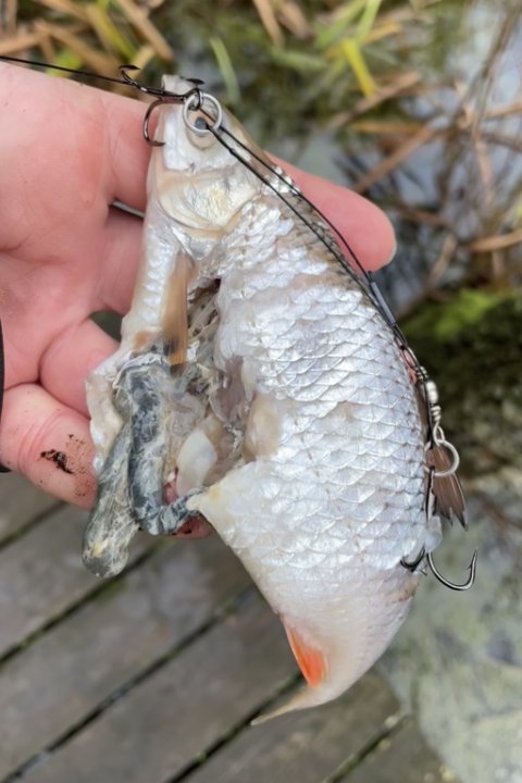 Død skalle som agnfisk - ikke helt frisk - og spyttet ud igen af en STOR gedde