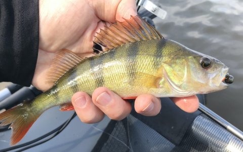 aborre barsch perch flydering lystfiskeri highrider westin 