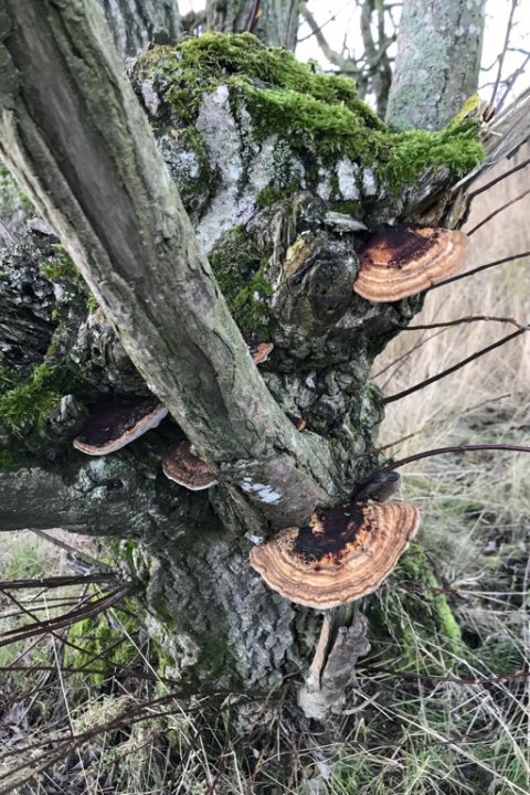 vinterstemning svampe naturens rige