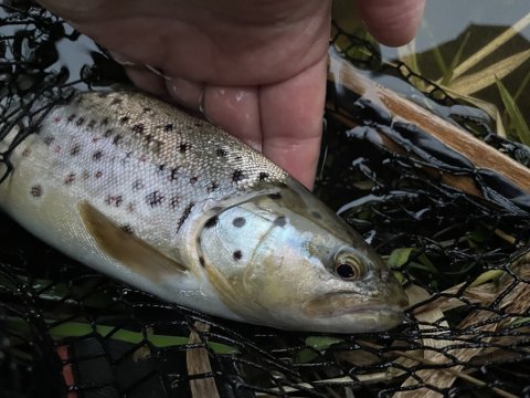 Årets sidste vilde bækørred fra Hover Å