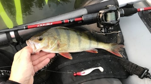 ABU Revo MGX Westin shadteez BFT Instinct