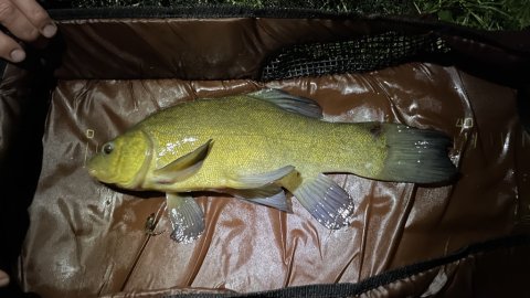 Suderfangst i natten