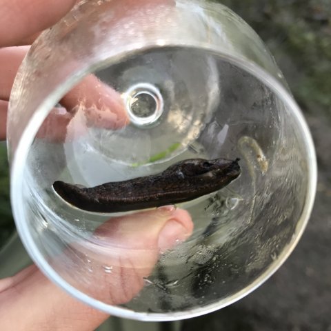 natfiskeri snegl snailzilla rom Don Papa