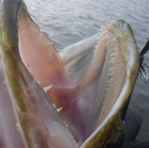 gedde kæft gab tænder pigshad highrider flydering premiere