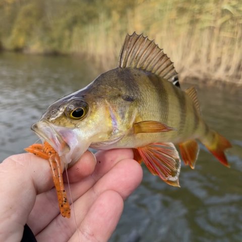 Aborre på dropshot fanget fra flydering