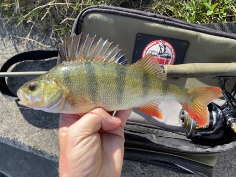 Tyksak i størrelse medium - aborre på gummi