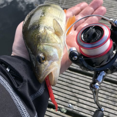 daiwa vonå aborre gummidyr jig dropshotfiskeri