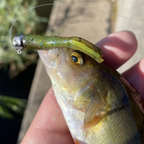 Aborre på gummi - micro finesse fra Zman