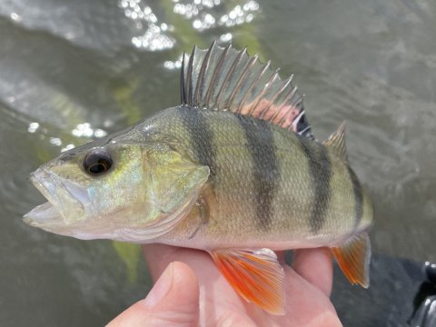 Dagens sidste aborre fra flyderingen