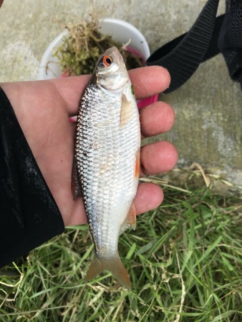 skalle lystfiskeri vonå Vestjylland medefiskeri