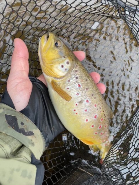 Salmo trutta fario fra Hover Å