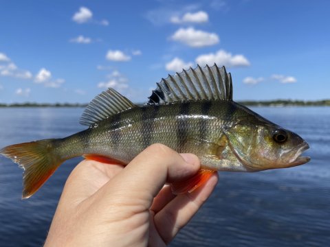 Endnu en fin midtjysk aborre på jig