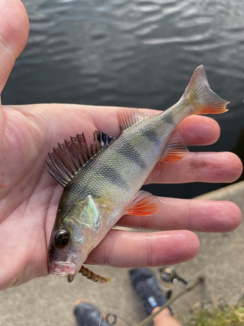 Stribet røver i størrelse small