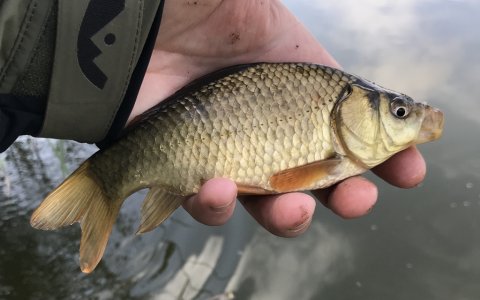 medefiskeri guldfisk karpe karusse